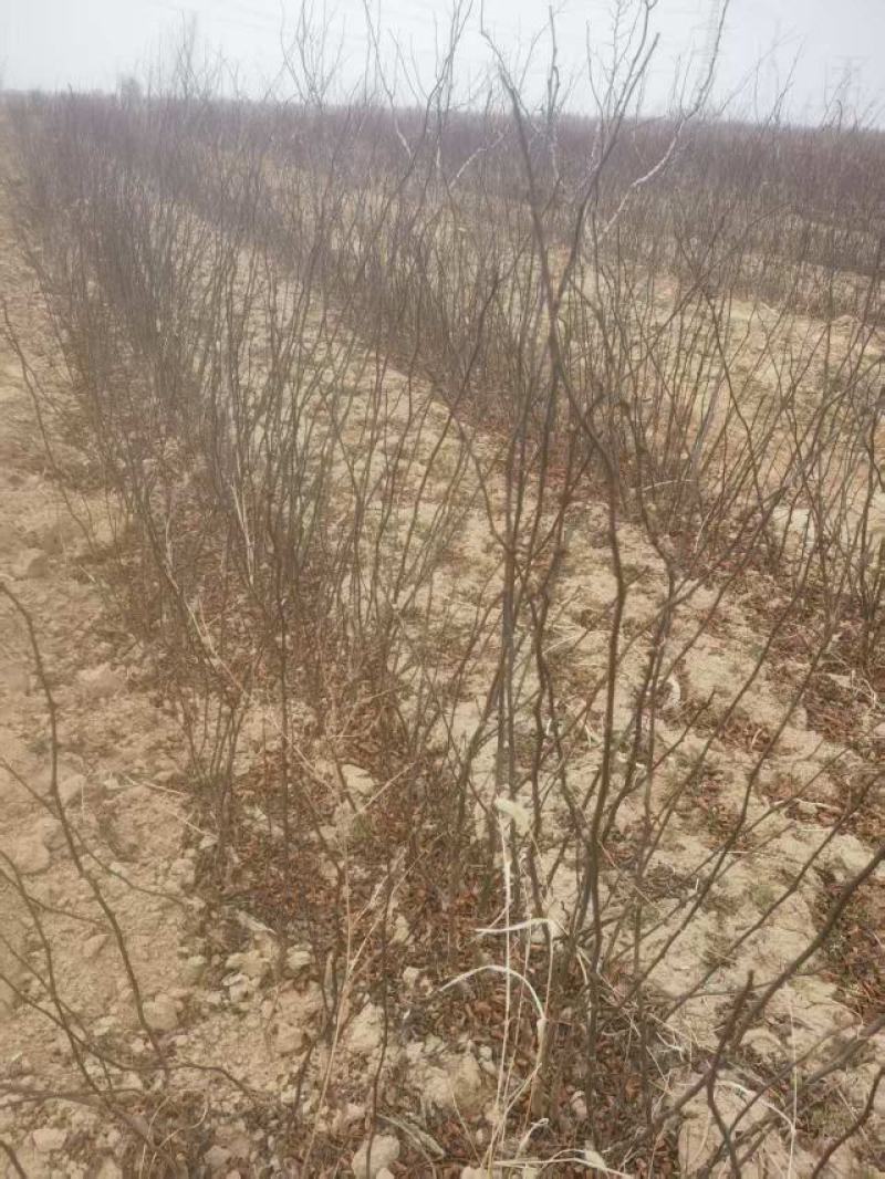 无刺花椒树苗