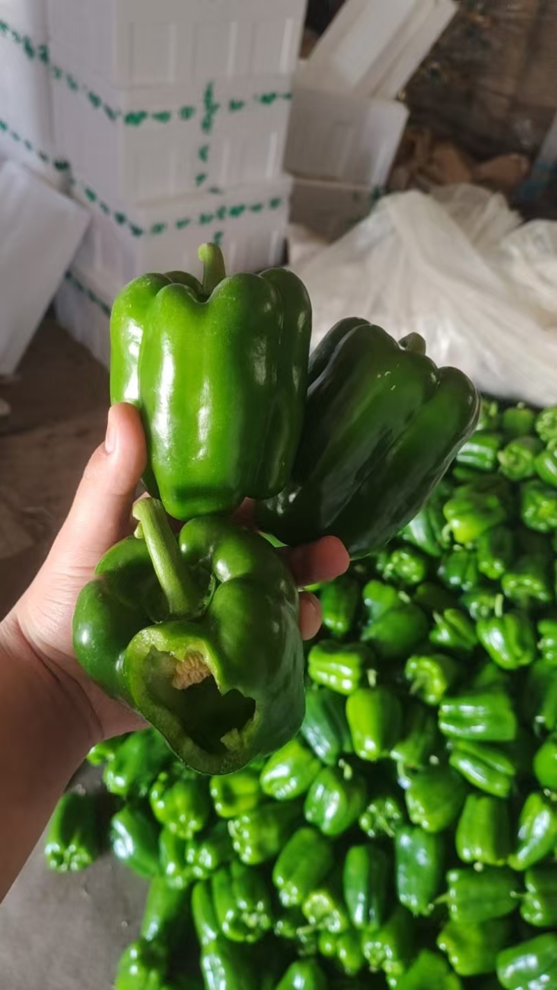 耶利亚园椒精品通货