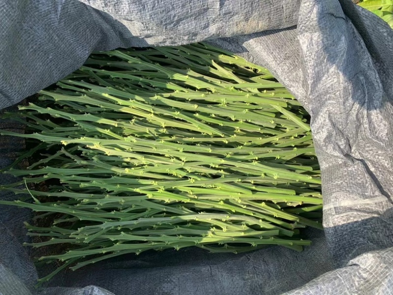 《柚子苗》早熟型台湾麻豆文旦柚枝条，嫁接枝条