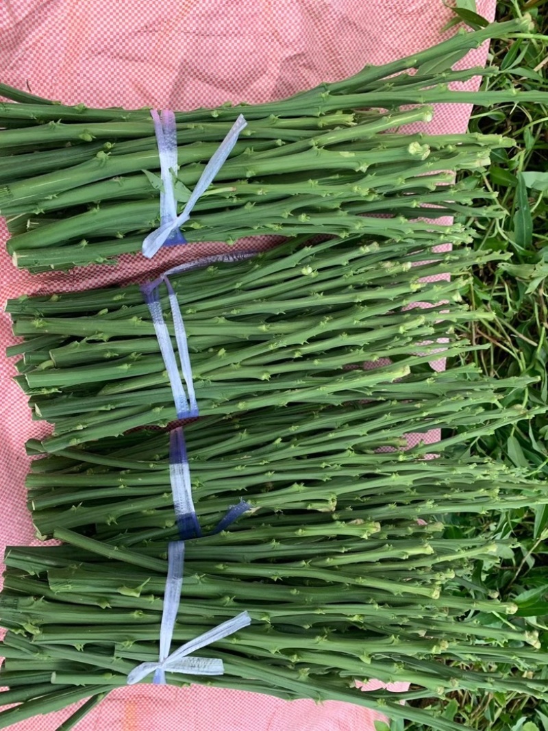 《柚子苗》早熟型台湾麻豆文旦柚枝条，嫁接枝条