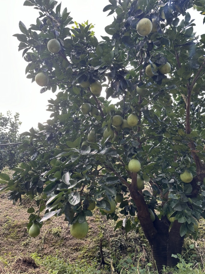 《柚子苗》早熟型台湾麻豆文旦柚枝条，嫁接枝条