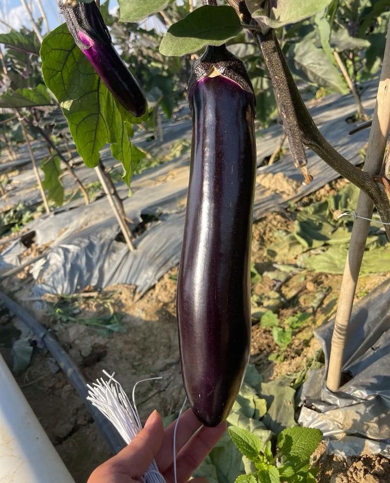 《紫长茄/烧烤茄子》基地现货/货源充足/价格便宜/全国发