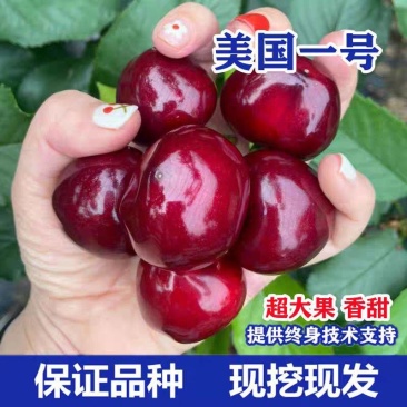 美国一号樱桃树苗，果子大，汁水多，口感甜味重，酸味轻，