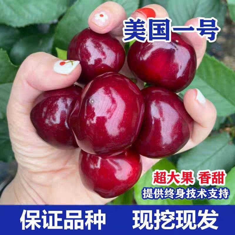 美国一号樱桃树苗，果子大，汁水多，口感甜味重，酸味轻，