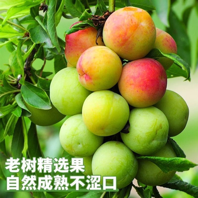 正宗三月李子应季新鲜水果孕妇酸李子青李子珍珠李子整箱