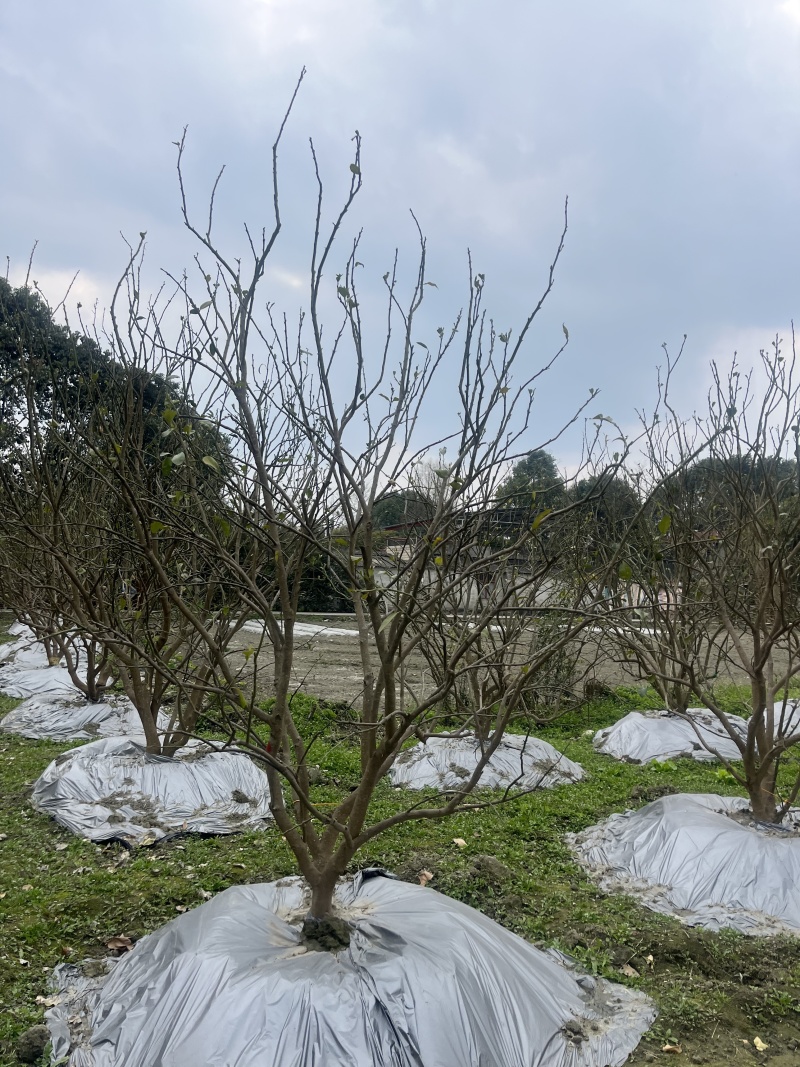 香泡批发！成都香泡基地！出售12—25公分香泡