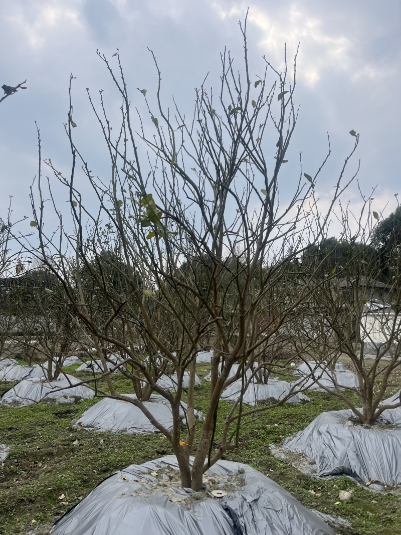 香泡批发！成都香泡基地！出售12—25公分香泡