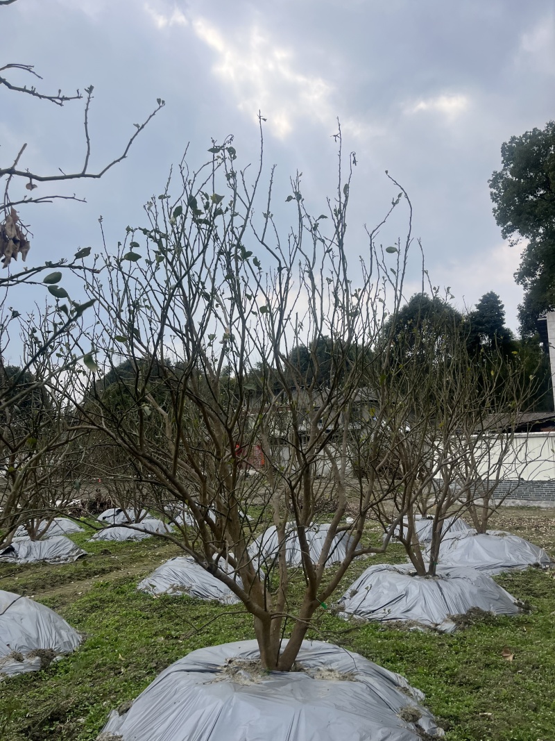 香泡批发！成都香泡基地！出售12—25公分香泡