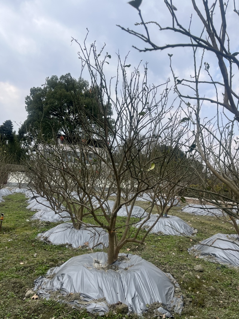 香泡批发！成都香泡基地！出售12—25公分香泡