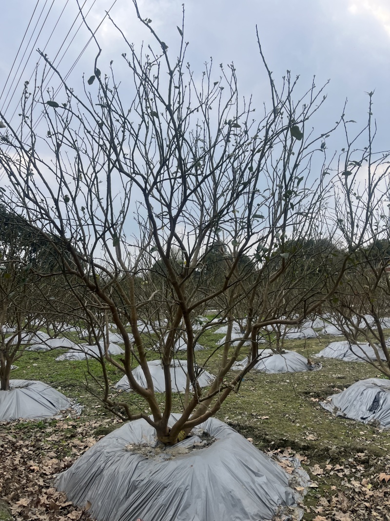香泡批发！成都香泡基地！出售12—25公分香泡