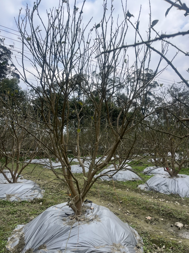 香泡批发！成都香泡基地！出售12—25公分香泡
