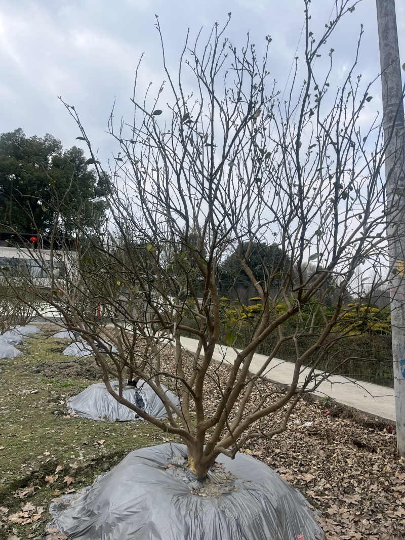 香泡批发！成都香泡基地！出售12—25公分香泡