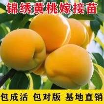 锦绣黄桃苗，品种苗，个头大，产量高，口感甜，包邮包活