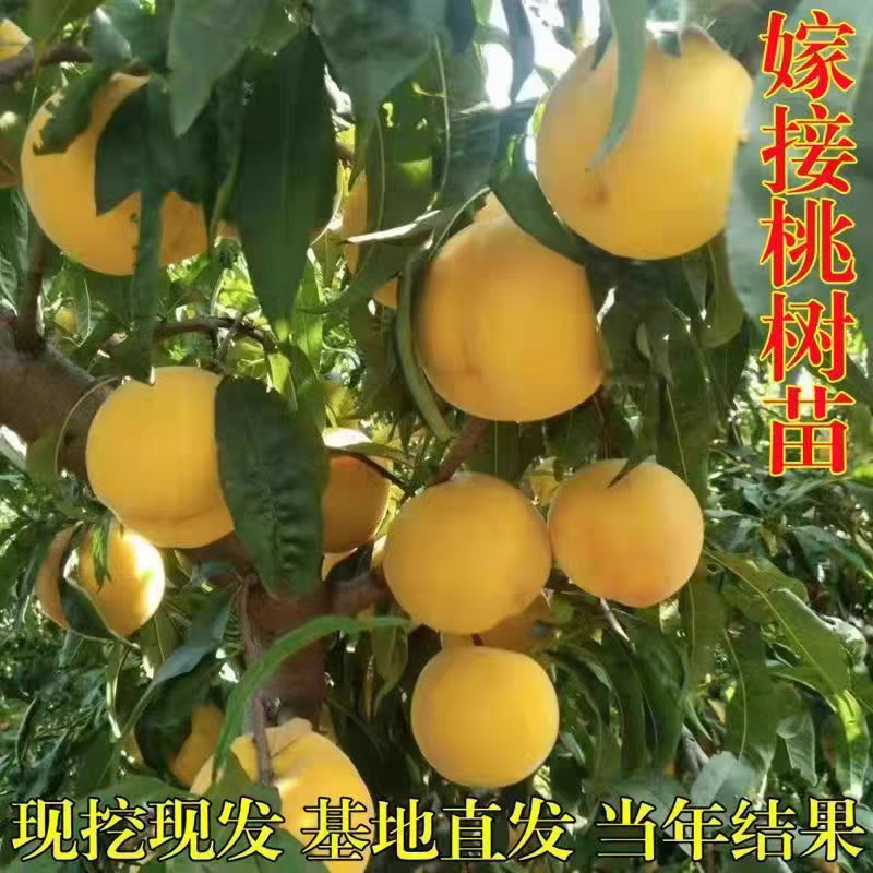 锦绣黄桃苗，品种苗，个头大，产量高，口感甜，包邮包活
