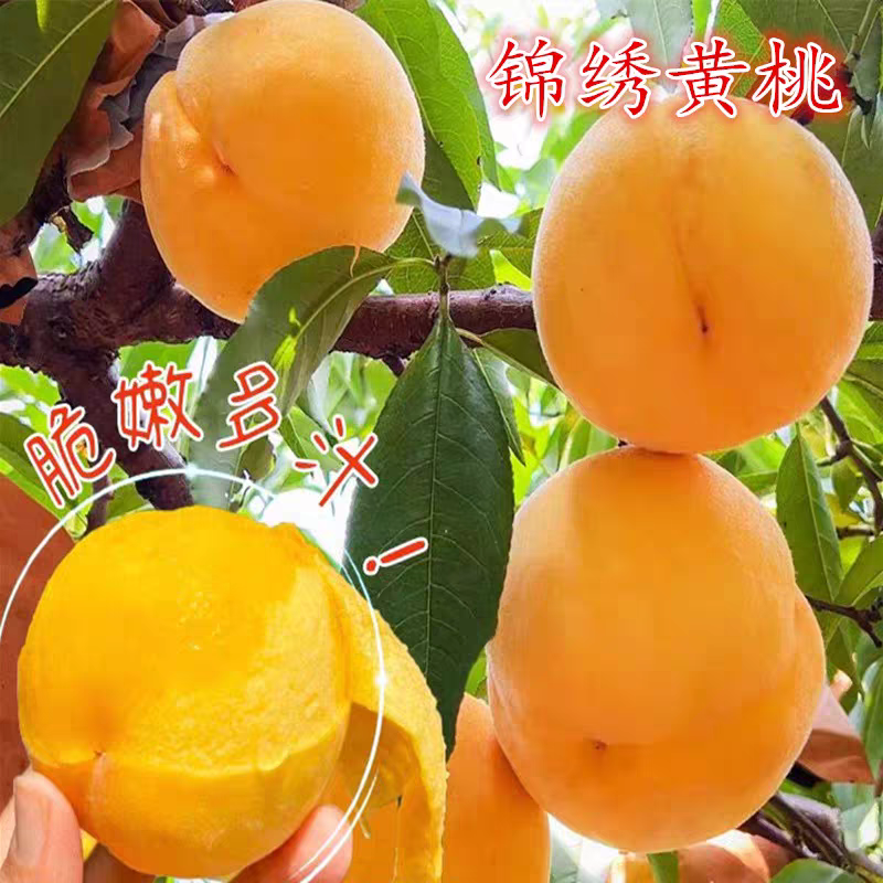 锦绣黄桃苗，品种苗，个头大，产量高，口感甜，包邮包活