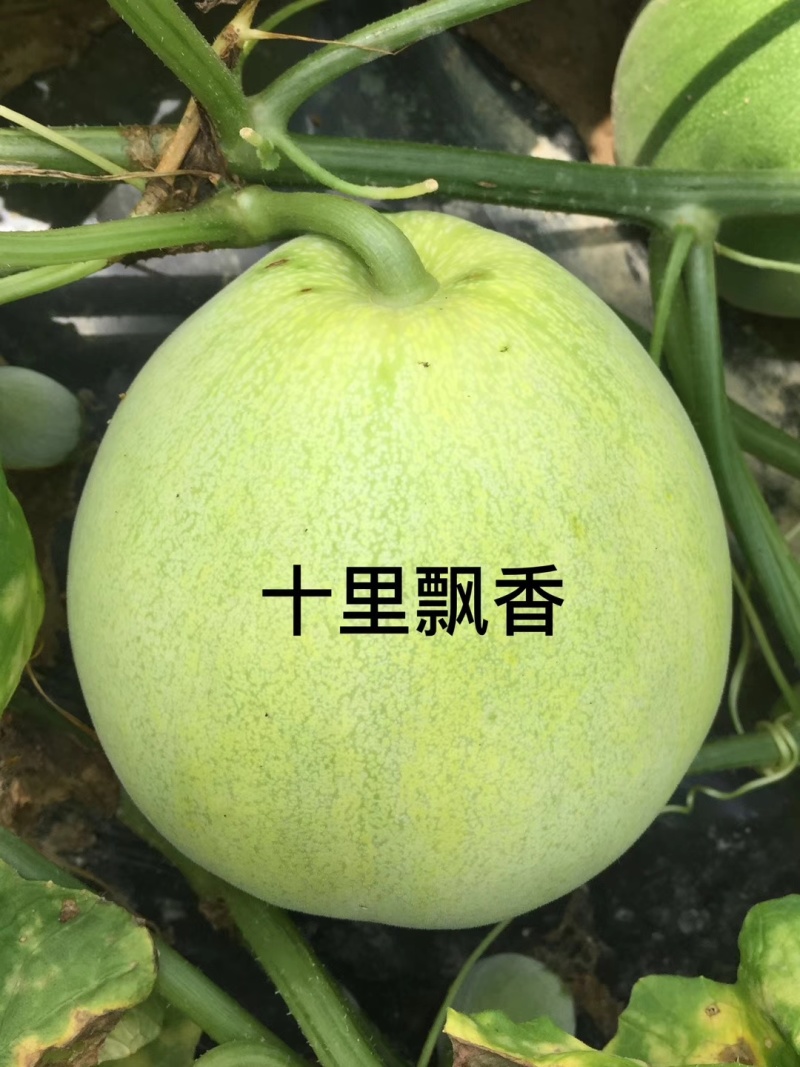 大果日本甜宝早熟圆果型糖度17开花后35天成熟500克