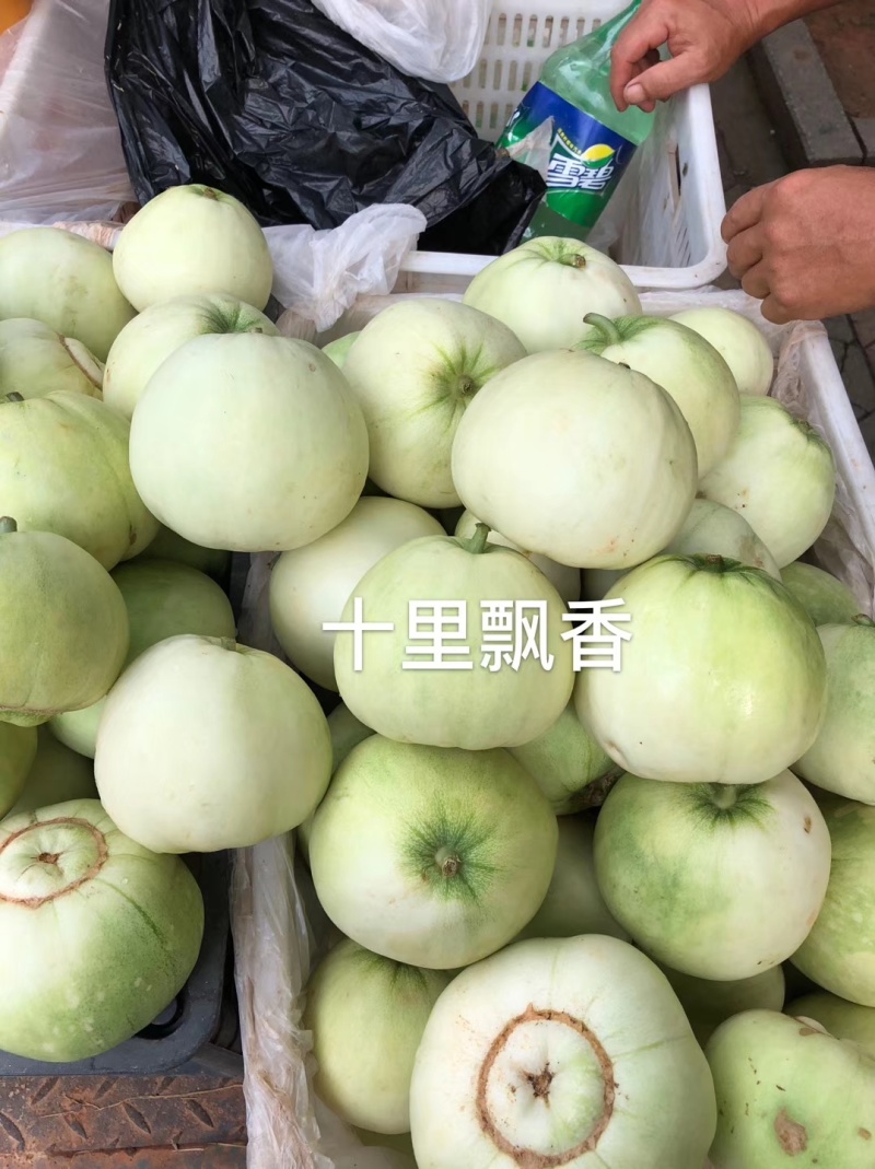 大果日本甜宝早熟圆果型糖度17开花后35天成熟500克