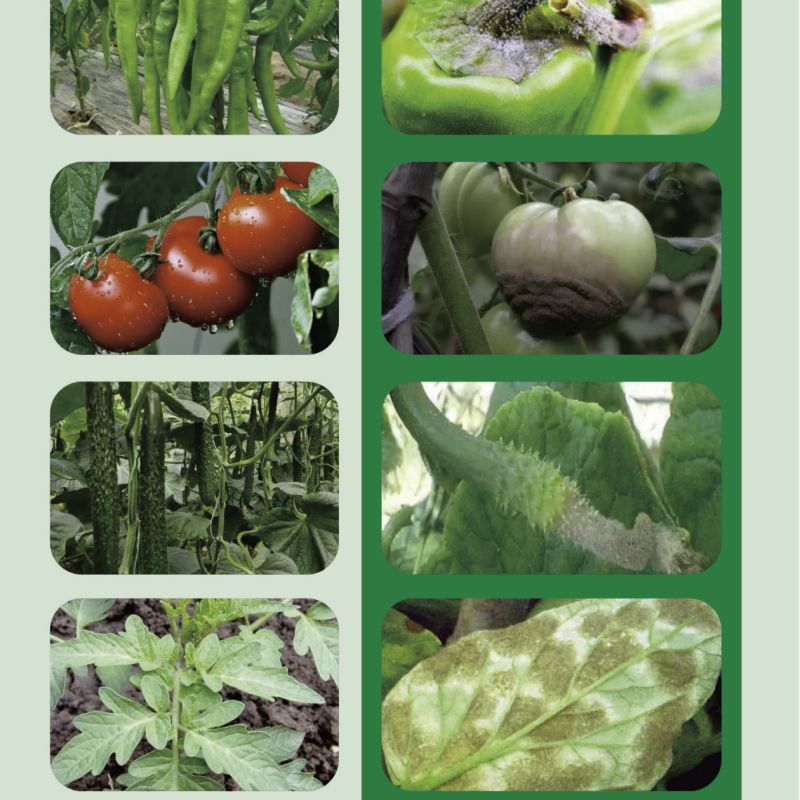 灰风暴微生物菌剂防治灰霉菌核叶霉以菌抑菌提高抗性