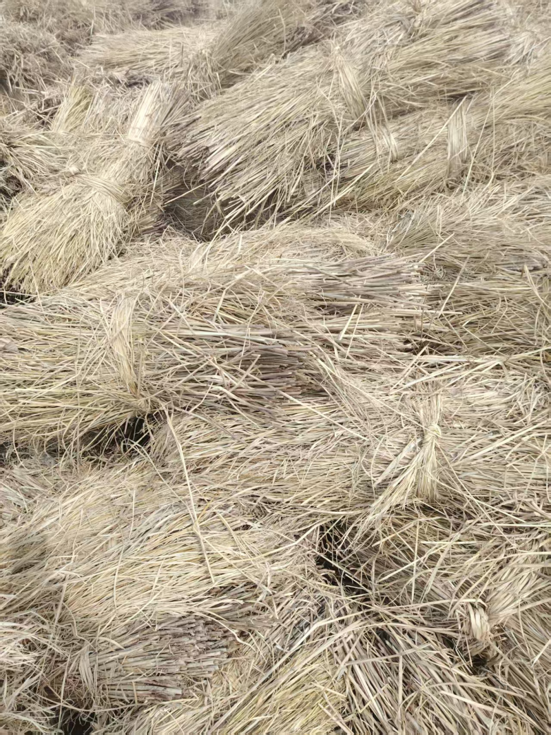 稻草秸秆类原材料产地直发大量有货整车发
