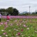 波斯菊种子（格桑花）