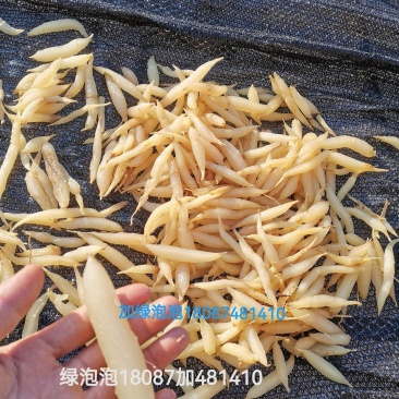 天门冬量大从优