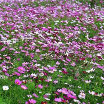 波斯菊种子（格桑花）