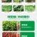 椒立康微生物菌剂辣椒专用肥料提高免疫抑菌治菌包邮