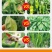 椒立康微生物菌剂辣椒专用肥料提高免疫抑菌治菌包邮