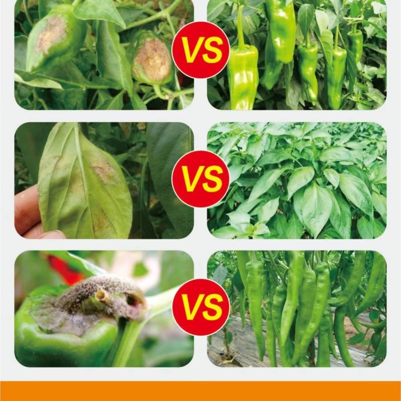椒立康微生物菌剂辣椒专用肥料提高免疫抑菌治菌包邮