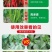 椒立康微生物菌剂辣椒专用肥料提高免疫抑菌治菌包邮