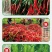 椒立康微生物菌剂辣椒专用肥料提高免疫抑菌治菌包邮