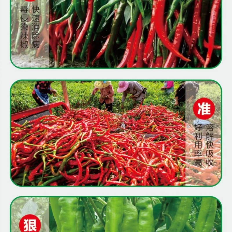 椒立康微生物菌剂辣椒专用肥料提高免疫抑菌治菌包邮