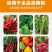 椒立康微生物菌剂辣椒专用肥料提高免疫抑菌治菌包邮