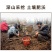 《天麻批发》云南野生小天麻正宗特级包邮正品天麻可以切片