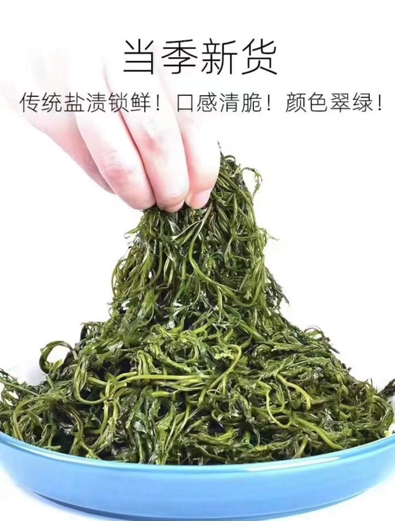 山东荣城东塘鞭炮笋（长寿菜）对接电商批发货量充足自有生产