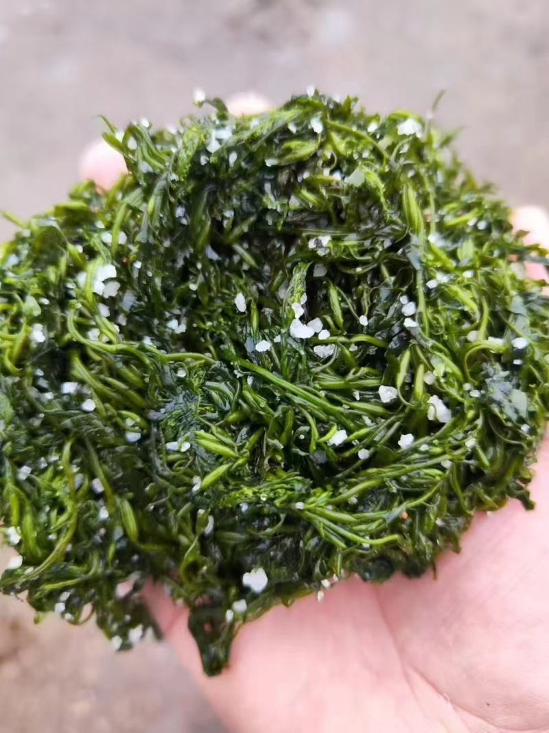 山东荣城东塘鞭炮笋（长寿菜）对接电商批发货量充足自有生产