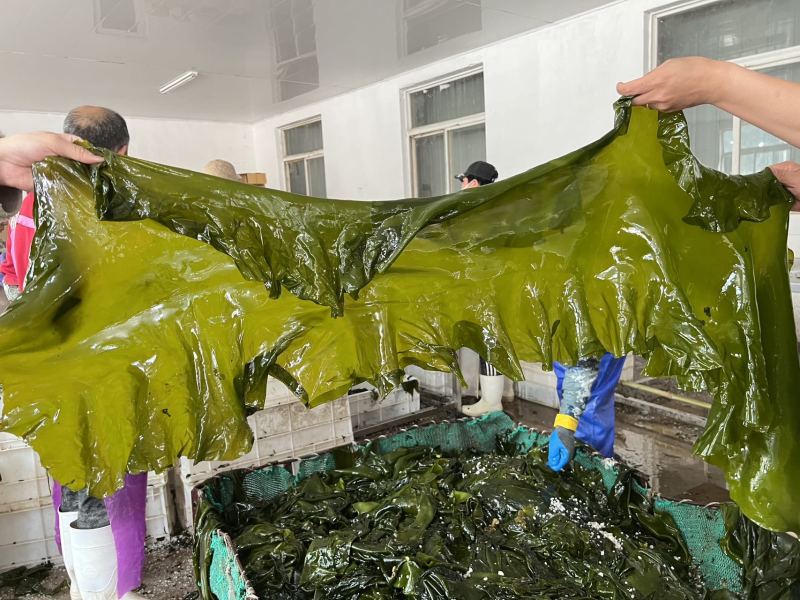 包饭海带，社区团购热品…裙带菜，鲜海带全系列