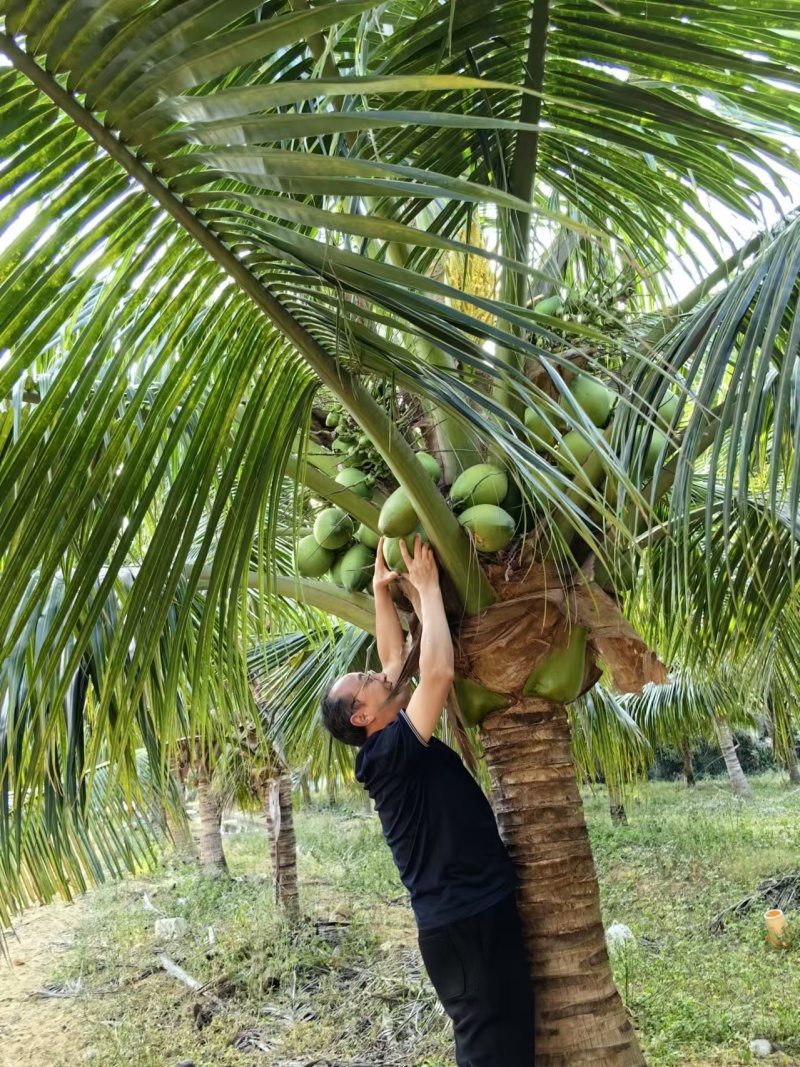 椰子树