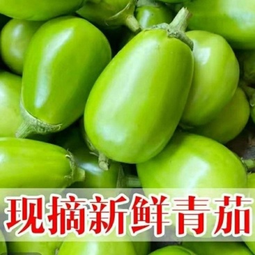 青茄，茄子，对接电商，市场，商超，一手货源