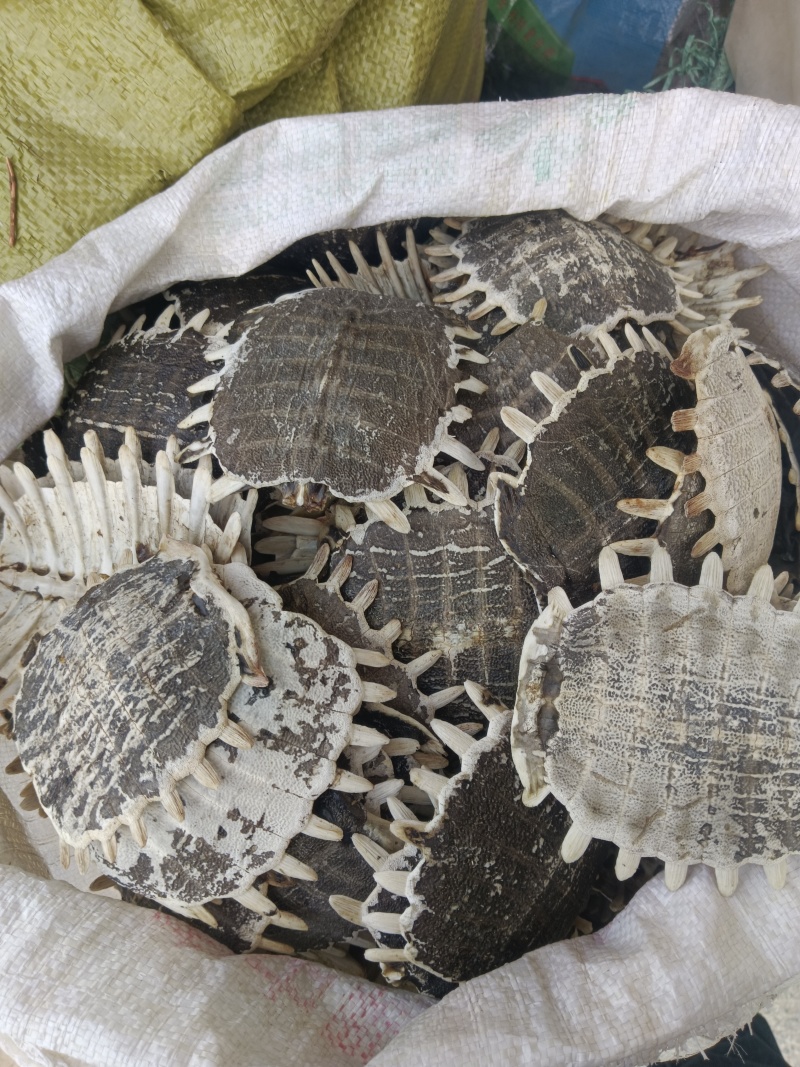 鳖甲，生鳖甲，干净，实拍，现货，24小时内发货