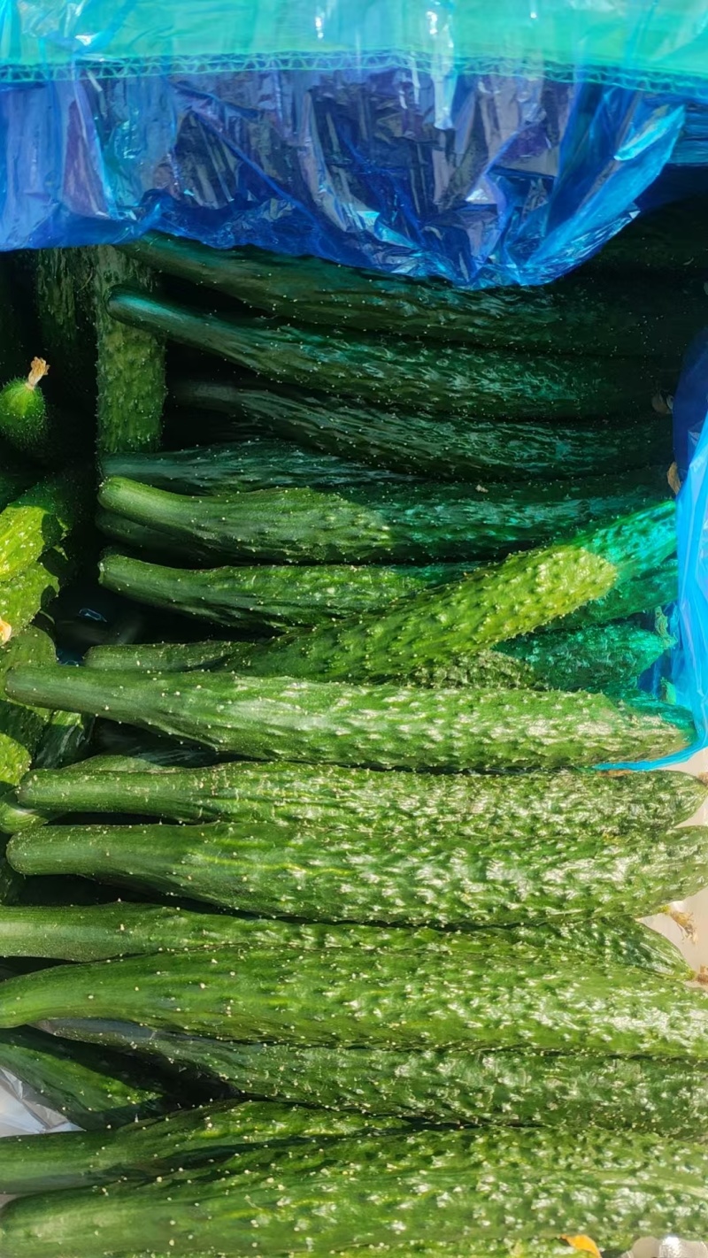 精品黄瓜大量上市，干花带刺，产地发货，质量保证，价格实惠