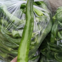 绿尖椒