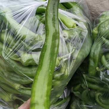绿尖椒