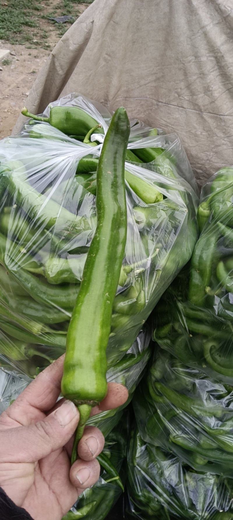 绿尖椒