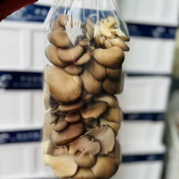 蘑菇