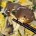 蘑菇