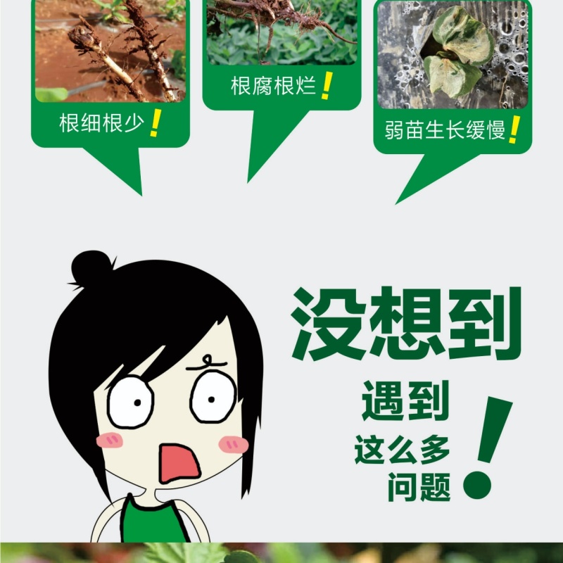 猛生根微生物菌剂养根壮根抗根腐病生主根须根菌肥