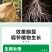 猛生根微生物菌剂养根壮根抗根腐病生主根须根菌肥