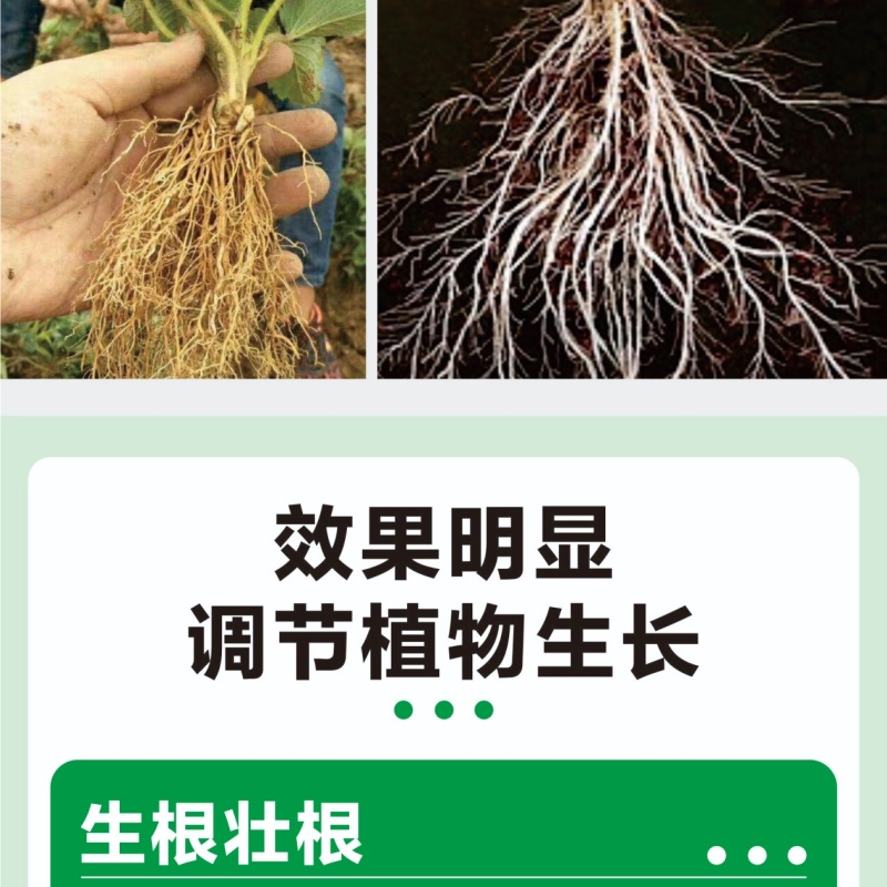 猛生根微生物菌剂养根壮根抗根腐病生主根须根菌肥