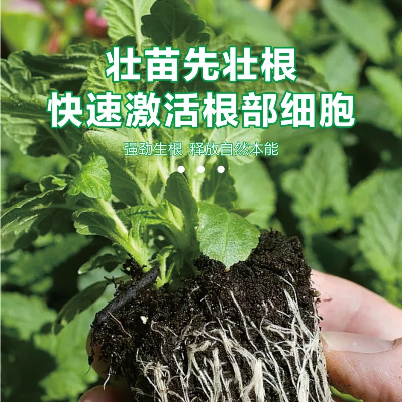 猛生根微生物菌剂养根壮根抗根腐病生主根须根菌肥
